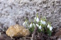 Quartz and lily of the valley Royalty Free Stock Photo