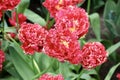 'Quatar' fringe tulip