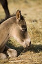 Quater horse foal Royalty Free Stock Photo