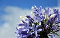 Quater of Lily of the Nile, also called African Blue Lily flower