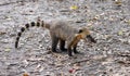 Quati also known as South American coati in Brazilian ecological park Royalty Free Stock Photo