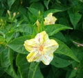 Mirabilis Jalapa