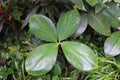 Quatro; four-leaf young spiral ginger plant