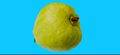 Quava fruit on sky blue blackground Royalty Free Stock Photo