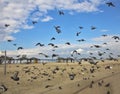 Quay of Tel Aviv. The flight pigeons