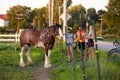 Family of cyclists stopping on country road to pet a beautiful chestnut Clydesdale horse