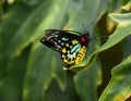 Queen Alexandra Birdwings Ornithoptera Alexandrae Butterfly