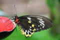 Queen Alexandra's Birdwing Butterfly Royalty Free Stock Photo