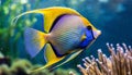 Queen Angel fish in Ocean Royalty Free Stock Photo