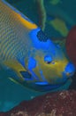 Queen Angelfish Royalty Free Stock Photo