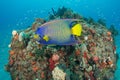 Queen Angelfish