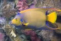 Queen Angelfish Royalty Free Stock Photo