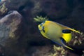 Queen Angelfish