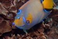 Queen Angelfish on Caribbean Coral Reef Royalty Free Stock Photo