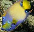 Queen Angelfish Royalty Free Stock Photo