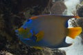 Queen Angelfish on Caribbean Coral Reef Royalty Free Stock Photo