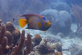 Queen Angelfish on Caribbean Coral Reef Royalty Free Stock Photo