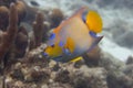 Queen Angelfish on Caribbean Coral Reef Royalty Free Stock Photo