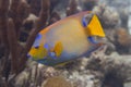 Queen Angelfish on Caribbean Coral Reef Royalty Free Stock Photo