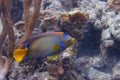 Queen Angelfish on Caribbean Coral Reef Royalty Free Stock Photo