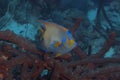 Queen Angelfish on Caribbean Coral Reef Royalty Free Stock Photo