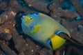 Queen Angelfish on Caribbean Coral Reef Royalty Free Stock Photo