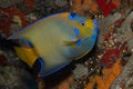 Queen Angelfish on Caribbean Coral Reef Royalty Free Stock Photo