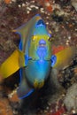 Queen Angelfish on Caribbean Coral Reef Royalty Free Stock Photo