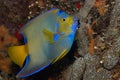 Queen Angelfish on Caribbean Coral Reef Royalty Free Stock Photo