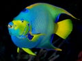 Queen Angelfish on Dark Background Royalty Free Stock Photo