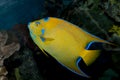Queen Angelfish (Holacanthus ciliaris) Royalty Free Stock Photo