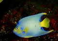 Queen Angelfish, holacanthus ciliaris Royalty Free Stock Photo