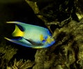 Queen Angelfish, holacanthus ciliaris, Adult Royalty Free Stock Photo