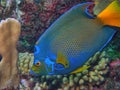 Queen angelfish ,Holacanthus ciliaris Royalty Free Stock Photo