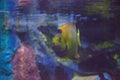 Queen angelfish Holacanthus ciliaris