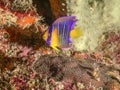 Queen angelfish,Holacanthus ciliaris, Royalty Free Stock Photo