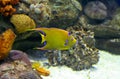 Queen angelfish or Holacanthus ciliaris