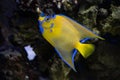 Queen angelfish side profile while swimming in an aquarium Royalty Free Stock Photo