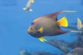 Queen Angelfish swimming Royalty Free Stock Photo