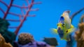 Queen angelfish swimming in the aquarium Royalty Free Stock Photo