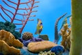 Queen angelfish swimming directly towards the viewer Royalty Free Stock Photo