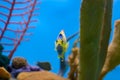 Queen angelfish swimming out from behind yellow coral Royalty Free Stock Photo