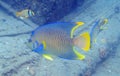 Queen Angelfish swimming among the rock and coral reef Royalty Free Stock Photo