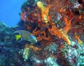 Queen angelfish w/ sponge