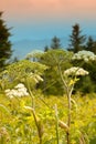 Queen Ann Lace Flower in the Appalachian Mountains