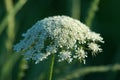 Queen Anne Lace Royalty Free Stock Photo