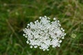 Queen Anne Lace, Daucus carota Royalty Free Stock Photo