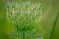 Queen Anne Lace Bud Royalty Free Stock Photo