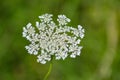 Queen Anne Lace, Daucus carota Royalty Free Stock Photo