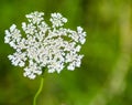 Queen Anne Lace, Daucus carota Royalty Free Stock Photo